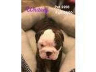 Bulldog Puppy for sale in Barnhart, MO, USA