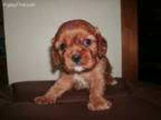 Cavalier King Charles Spaniel Puppy for sale in Piney Flats, TN, USA