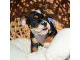 French Bulldog Puppy for sale in Pomona, CA, USA