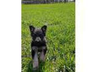 German Shepherd Dog Puppy for sale in Sparta, MO, USA