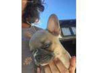 French Bulldog Puppy for sale in Santa Margarita, CA, USA
