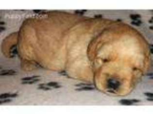 Labradoodle Puppy for sale in New Holstein, WI, USA