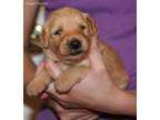 Goldendoodle Puppy for sale in Stark City, MO, USA