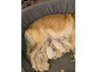 Golden Retriever Puppy for sale in Burton, MI, USA