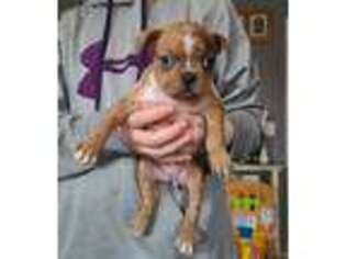 Boston Terrier Puppy for sale in Benson, MN, USA