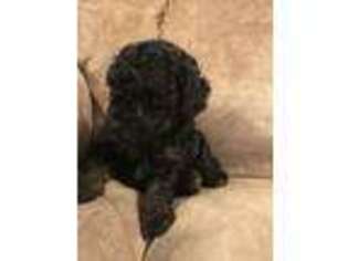Mutt Puppy for sale in Granger, TX, USA