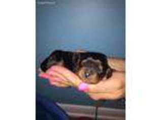 Cavalier King Charles Spaniel Puppy for sale in Chesterland, OH, USA