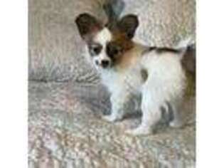 Papillon Puppy for sale in Silver Lake, KS, USA