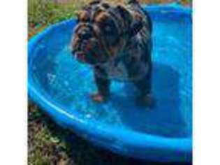 Bulldog Puppy for sale in North Fort Myers, FL, USA