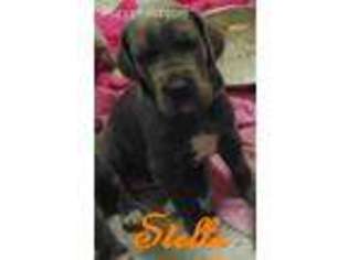 Great Dane Puppy for sale in Coal Township, PA, USA