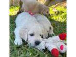 Golden Retriever Puppy for sale in Fort Pierce, FL, USA