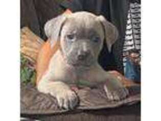 Cane Corso Puppy for sale in Oreland, PA, USA