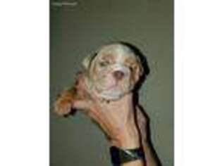 Bulldog Puppy for sale in Seguin, TX, USA