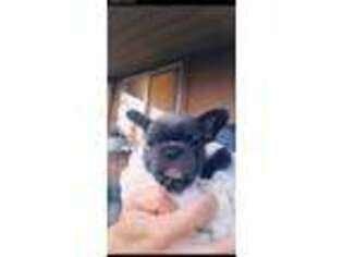 French Bulldog Puppy for sale in Gering, NE, USA