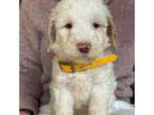 Goldendoodle Puppy for sale in Berlin, NJ, USA