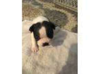 Boston Terrier Puppy for sale in Sanford, FL, USA