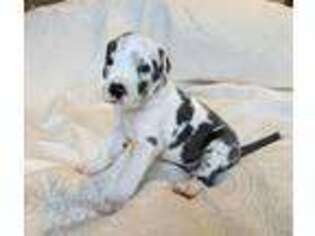 Great Dane Puppy for sale in South Haven, MI, USA