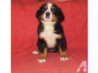 Bernese Mountain Dog Puppy for sale in LONGTON, KS, USA