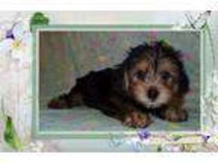 Yorkshire Terrier Puppy for sale in Custer, KY, USA