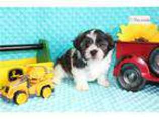Mal-Shi Puppy for sale in Joplin, MO, USA
