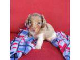 Dachshund Puppy for sale in Ashdown, AR, USA