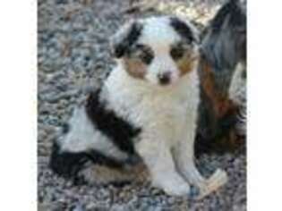 Miniature Australian Shepherd Puppy for sale in Los Lunas, NM, USA