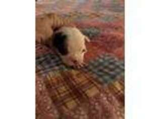 Boston Terrier Puppy for sale in Valdosta, GA, USA