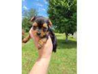 Yorkshire Terrier Puppy for sale in Terrell, TX, USA