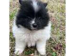 Pomeranian Puppy for sale in Trion, GA, USA