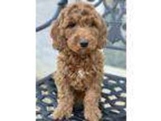 Goldendoodle Puppy for sale in Dallas, TX, USA