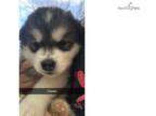Alaskan Malamute Puppy for sale in South Bend, IN, USA