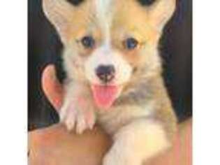 Pembroke Welsh Corgi Puppy for sale in Los Angeles, CA, USA