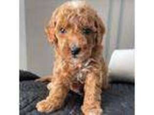 Labradoodle Puppy for sale in Philadelphia, PA, USA