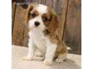 English Toy Spaniel Puppy for sale in Colorado Springs, CO, USA