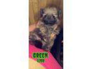 Pomeranian Puppy for sale in Forest City, NC, USA