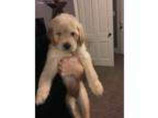 Goldendoodle Puppy for sale in Center, KY, USA