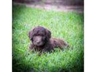 Mutt Puppy for sale in Clinton, SC, USA