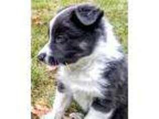 Border Collie Puppy for sale in Rochester, MA, USA
