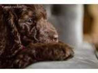 Goldendoodle Puppy for sale in Mansfield, OH, USA