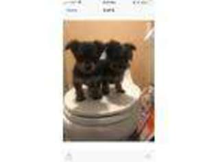 Yorkshire Terrier Puppy for sale in Modesto, CA, USA