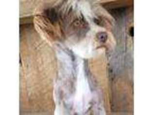 Havanese Puppy for sale in Nashville, TN, USA
