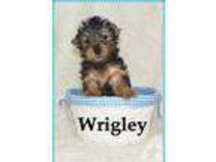 Yorkshire Terrier Puppy for sale in GOREVILLE, IL, USA