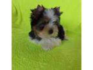 Biewer Terrier Puppy for sale in Riverton, UT, USA