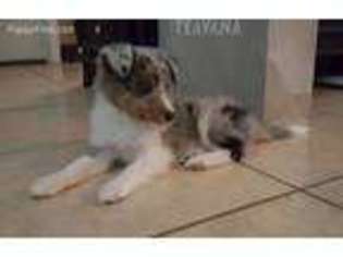 Shetland Sheepdog Puppy for sale in Joshua, TX, USA