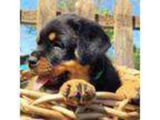 Rottweiler Puppy for sale in Yelm, WA, USA