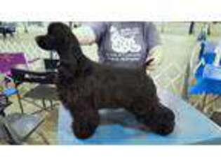 Cocker Spaniel Puppy for sale in Comfort, TX, USA