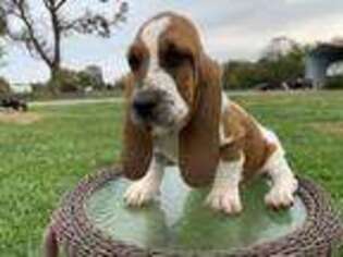 Basset Hound Puppy for sale in Republic, MO, USA
