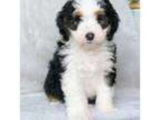 Mutt Puppy for sale in Berlin, OH, USA
