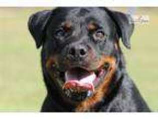 Rottweiler Puppy for sale in Hattiesburg, MS, USA