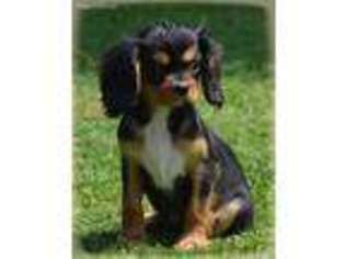 Cavalier King Charles Spaniel Puppy for sale in Longmont, CO, USA